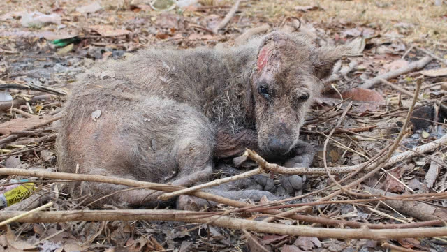พระวอนช่วยสุนัข เป็น"เรื้อน"ทั้งวัด! บางตัวเกาจนหูขาด