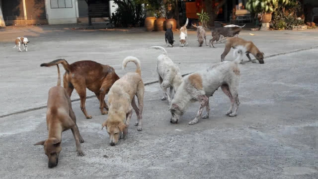 พระวอนช่วยสุนัข เป็น"เรื้อน"ทั้งวัด! บางตัวเกาจนหูขาด