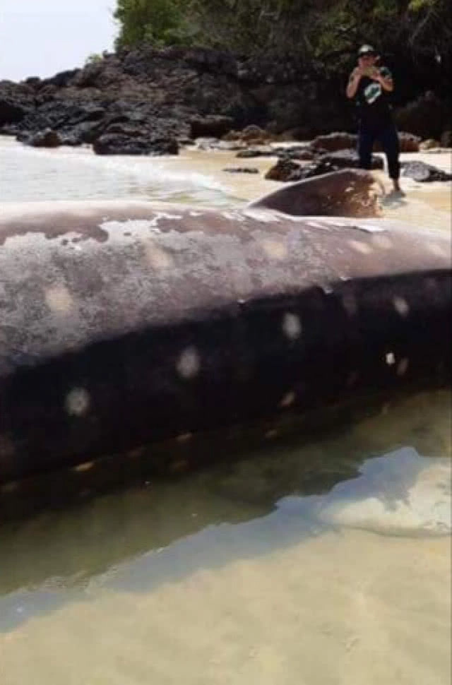 พบ​ "ฉลามวาฬ"​ เกยตื้นบริเวณอ่าวพังกาใหญ่​ คาดผลจากสารพิษไมโครพลาสติก