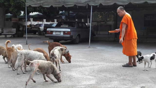 พระวอนช่วยสุนัข เป็น"เรื้อน"ทั้งวัด! บางตัวเกาจนหูขาด