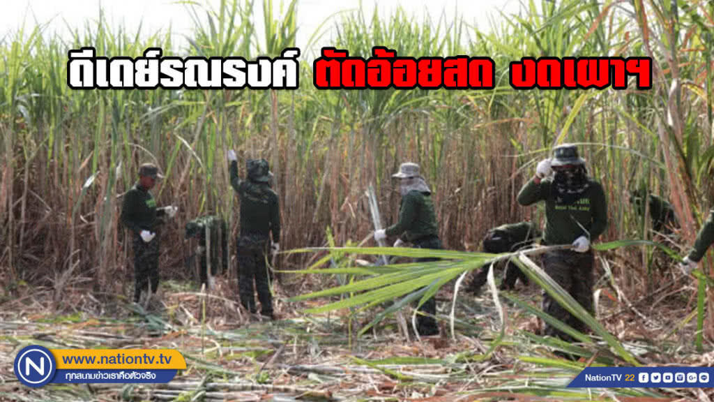 พ่อเมืองกาญจน์ ดีเดย์รณรงค์ตัดอ้อยสด งดเผาฯ พ่อเมืองกาญจน์ ดีเดย์รณรงค์ตัดอ้อยสด งดเผาฯ