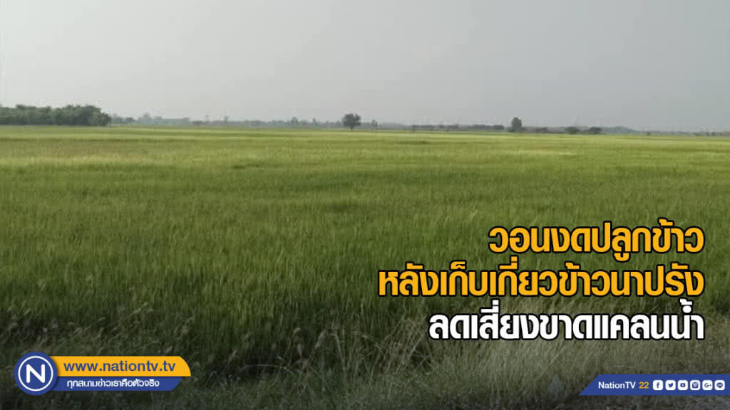 ชป.วอนชาวนางดปลูกข้าว หลังเก็บเกี่ยวข้าวนาปรัง ลดเสี่ยงขาดแคลนน้ำในอนาคต