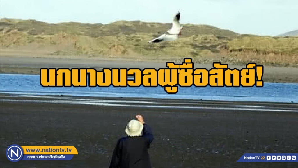 นกนางนวลผู้ซื่อสัตย์! บินไปเยี่ยมชายชราที่เคยช่วยชีวิตมันทุกวัน นกนางนวลผู้ซื่อสัตย์! บินไปเยี่ยมชายชราที่เคยช่วยชีวิตมันทุกวัน