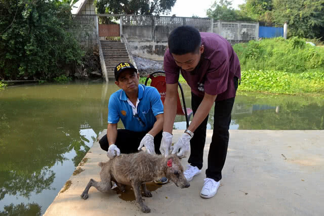 หลวงพ่อปลื้ม!!! ปศุสัตว์เข้าช่วย 50 สุนัขในวัด "ป่วย-เรื้อน"!!