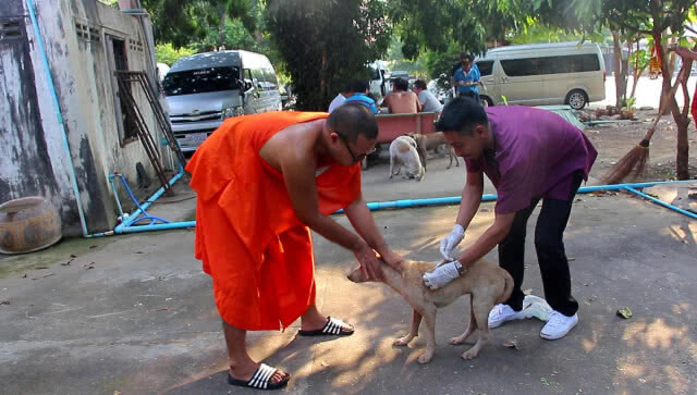 หลวงพ่อปลื้ม!!! ปศุสัตว์เข้าช่วย 50 สุนัขในวัด "ป่วย-เรื้อน"!!