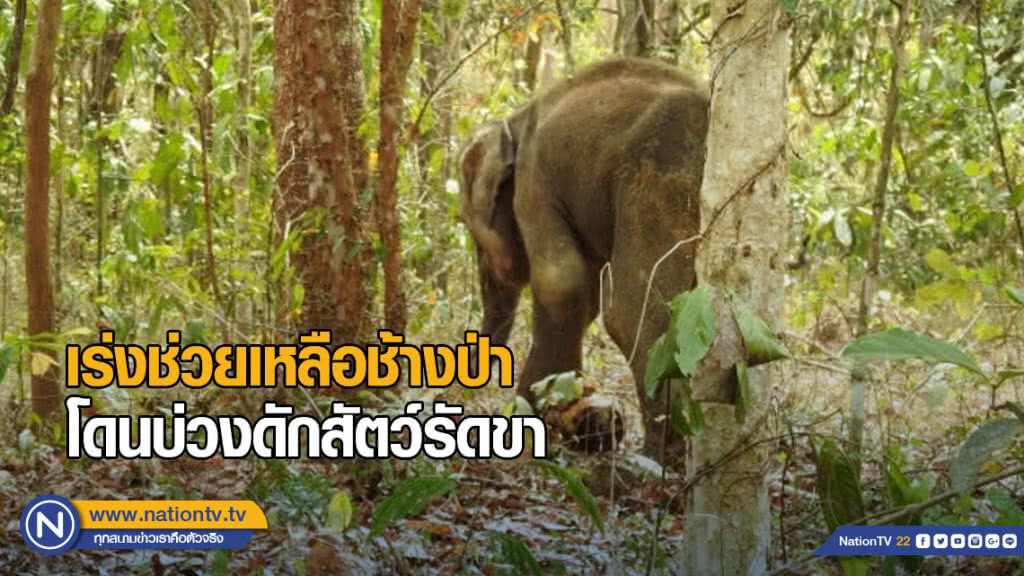 เร่งช่วยเหลือช้างป่าเพศผู้ จ.ฉะเชิงเทรา หลังพบโดนบ่วงดักสัตว์รัดขาจนเป็นแผลเน่า
