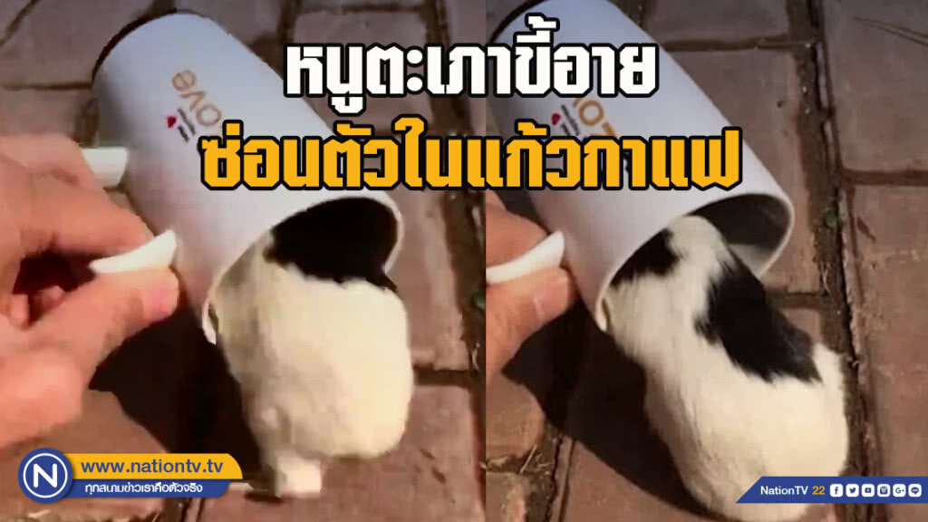หนูตะเภาขี้อาย ซ่อนตัวในแก้วกาแฟ