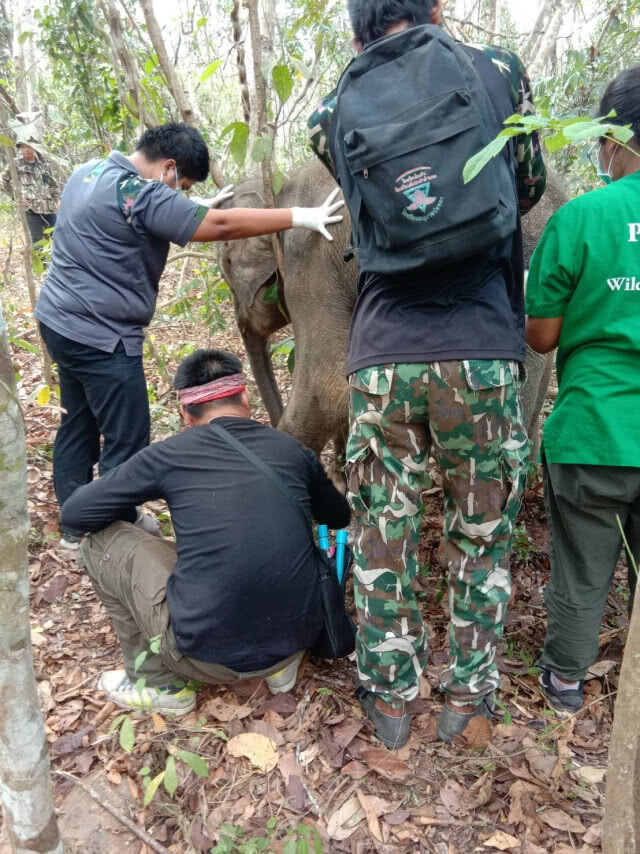 เร่งช่วยเหลือช้างป่าเพศผู้ จ.ฉะเชิงเทรา หลังพบโดนบ่วงดักสัตว์รัดขาจนเป็นแผลเน่า