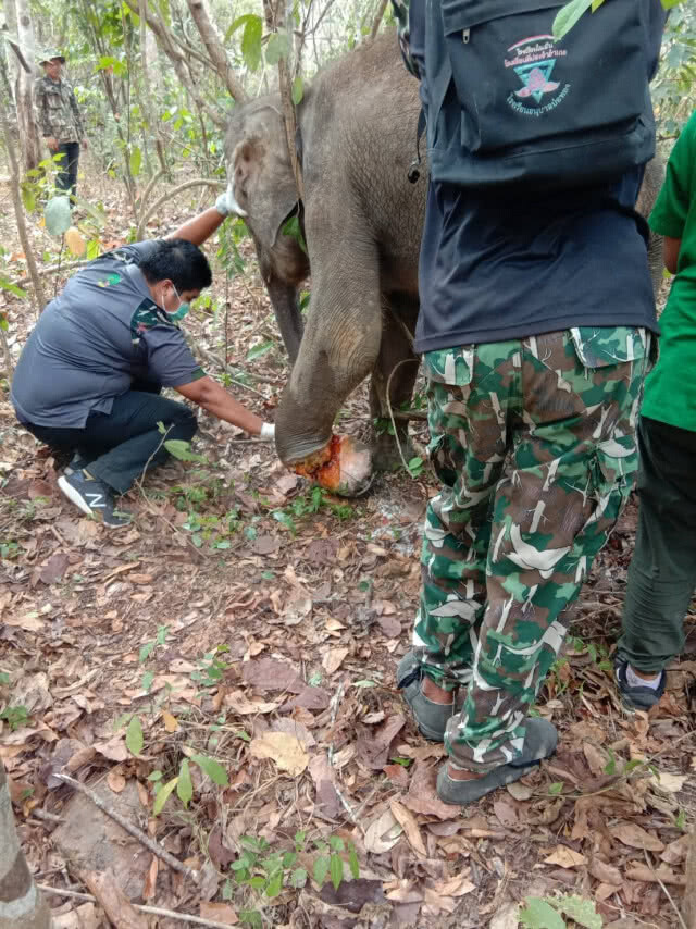 เร่งช่วยเหลือช้างป่าเพศผู้ จ.ฉะเชิงเทรา หลังพบโดนบ่วงดักสัตว์รัดขาจนเป็นแผลเน่า
