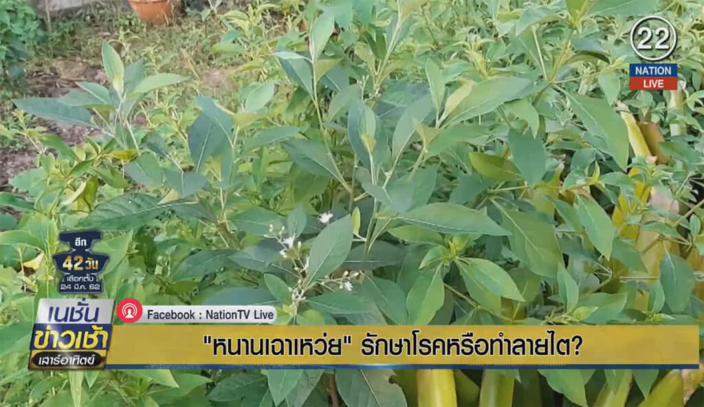 "หนานเฉาเหว่ย" รักษาโรคหรือทำลายไต "หนานเฉาเหว่ย" รักษาโรคหรือทำลายไต