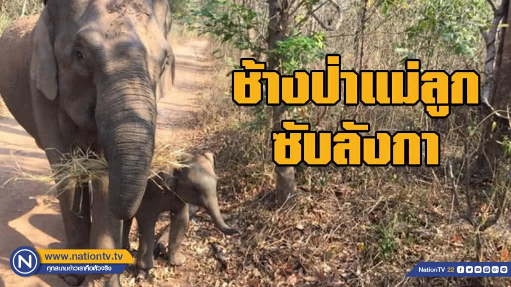 สองช้างป่าแม่ลูก ที่เดินคลอเคลียกันอย่างมีความสุข "ซับลังกา อีกหนึ่งผืนป่าเพื่อช้างไทย"