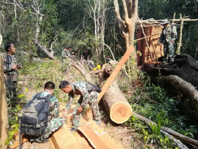 รวบตัว !! หนุ่ม ลักลอบตัดไม้มะค่าโมงในเขตอุทยานแห่งชาติแก่งกระจาน