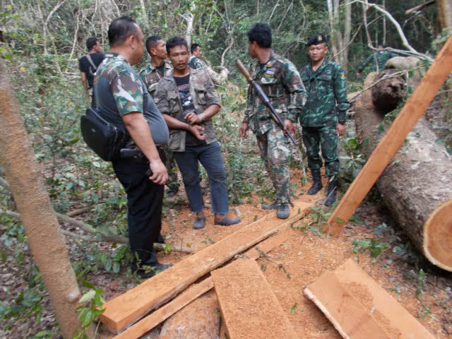 รวบตัว !! หนุ่ม ลักลอบตัดไม้มะค่าโมงในเขตอุทยานแห่งชาติแก่งกระจาน