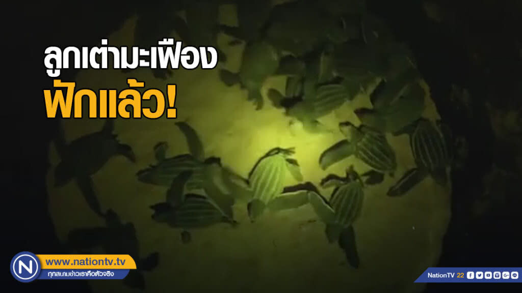 สิ้นสุดรอคอย กว่า 5 ปี ลูกเต่ามะเฟือง ฟักแล้ว!