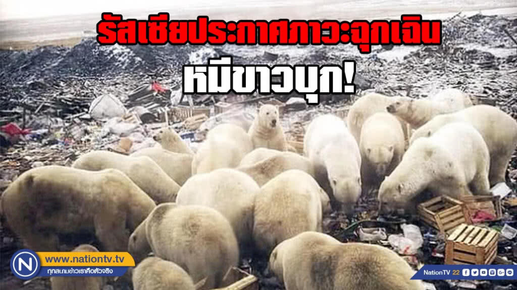 หมีขาวบุกเมืองในรัสเซีย! จนต้องประกาศภาวะฉุกเฉิน (มีคลิป)