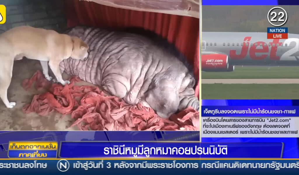 (คลิปข่าว) ราชินีหมู มีลูกหมาคอยปรนนิบัติ (คลิปข่าว) ราชินีหมู มีลูกหมาคอยปรนนิบัติ