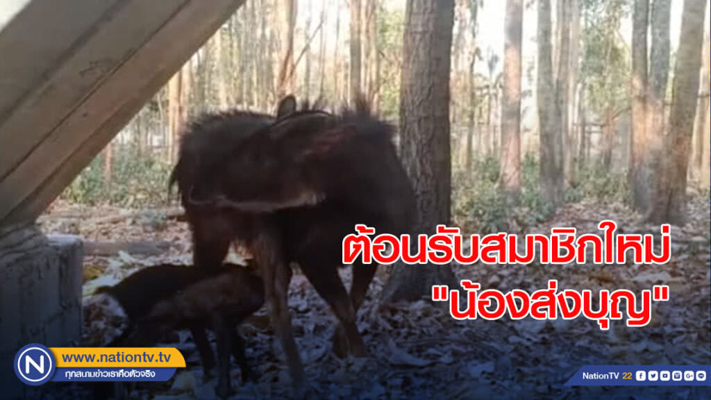 สถานีเพาะเลี้ยงสัตว์ป่าห้วยขาแข้ง ต้อนรับสมาชิกใหม่ ""น้องส่งบุญ" ลูกเลียงผาล่าสุด