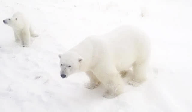 หมีขาวบุกเมืองในรัสเซีย! จนต้องประกาศภาวะฉุกเฉิน (มีคลิป)