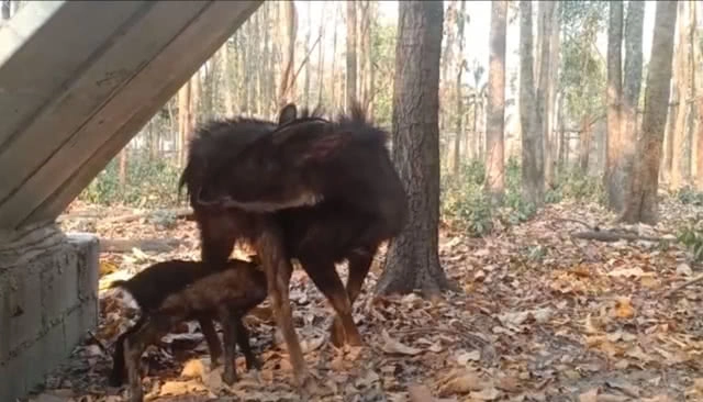 สถานีเพาะเลี้ยงสัตว์ป่าห้วยขาแข้ง ต้อนรับสมาชิกใหม่ ""น้องส่งบุญ" ลูกเลียงผาล่าสุด