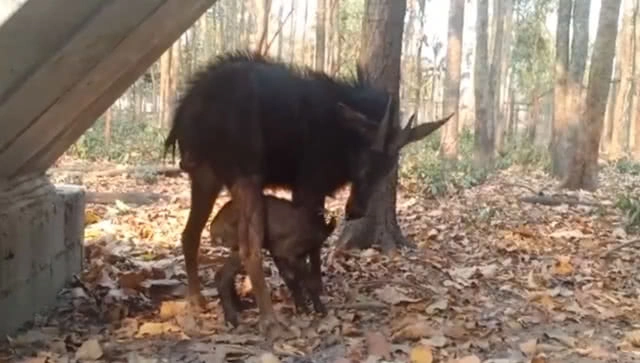 สถานีเพาะเลี้ยงสัตว์ป่าห้วยขาแข้ง ต้อนรับสมาชิกใหม่ ""น้องส่งบุญ" ลูกเลียงผาล่าสุด
