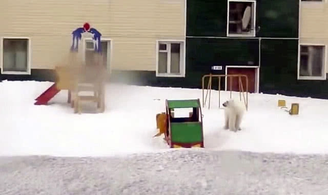 หมีขาวบุกเมืองในรัสเซีย! จนต้องประกาศภาวะฉุกเฉิน (มีคลิป)