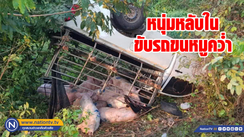 หนุ่มขับรถขนหมู หลับในคว่ำ หมูหนีตายจ้าละหวั่น หนุ่มขับรถขนหมู หลับในคว่ำ หมูหนีตายจ้าละหวั่น