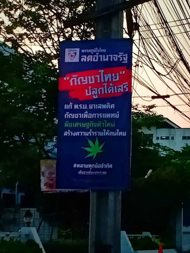 ภูมิใจไทย ชู นโยบาย"กัญชาเสรี" กระแสตอบรับดี ช่วยลดคนจน