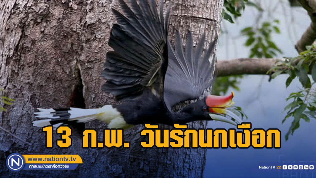 13 กุมภาพันธ์ วันรักนกเงือก
