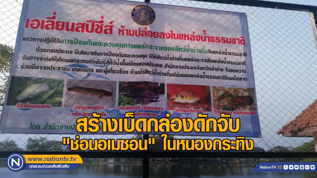 สร้างเบ็ดกล่องดักจับ "ช่อนอเมซอน" ในหนองกระทิง