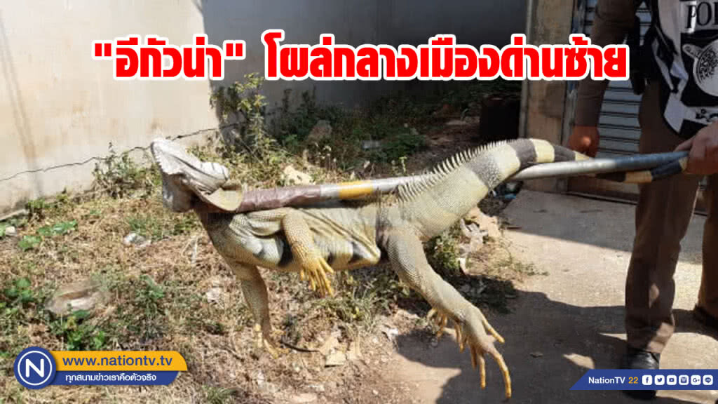 อีกัวน่ากว่า 1 เมตรโผล่กลางเมืองด่านซ้าย อีกัวน่ากว่า 1 เมตรโผล่กลางเมืองด่านซ้าย
