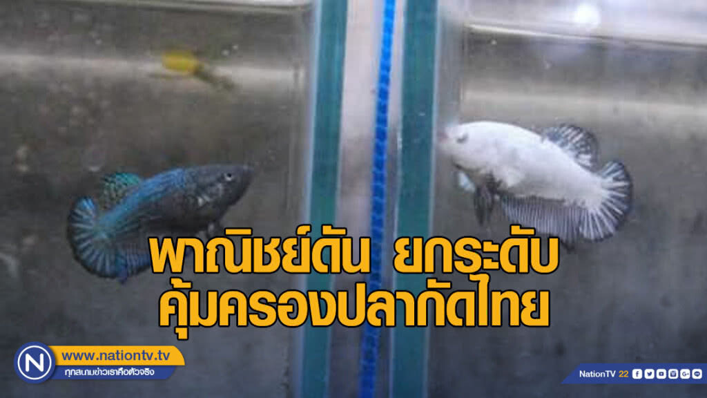 พาณิชย์ดัน ยกระดับคุ้มครองปลากัดไทยทั้งในและต่างประเทศ