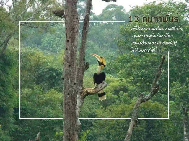 13 กุมภาพันธ์ วันรักนกเงือก