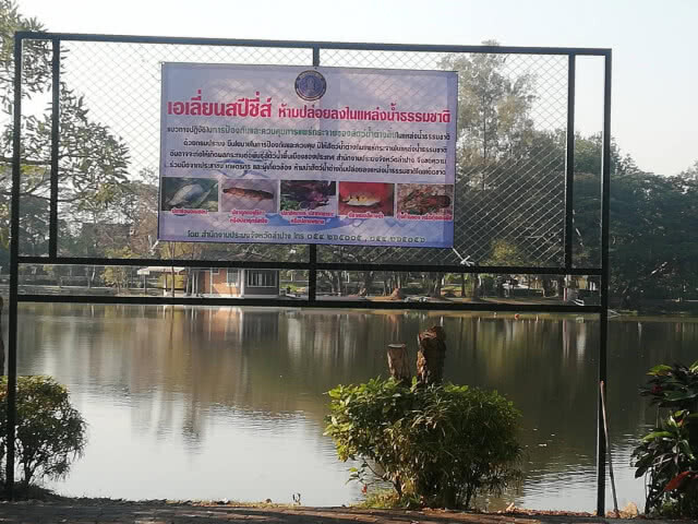 สร้างเบ็ดกล่องดักจับ "ช่อนอเมซอน" ในหนองกระทิง