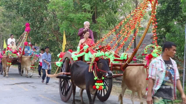 ประเพณีโบราณ!!! คู่รักจัดงานแต่งบนหลังเกวียน รับวันวาเลนไทน์