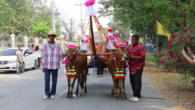 ประเพณีโบราณ!!! คู่รักจัดงานแต่งบนหลังเกวียน รับวันวาเลนไทน์