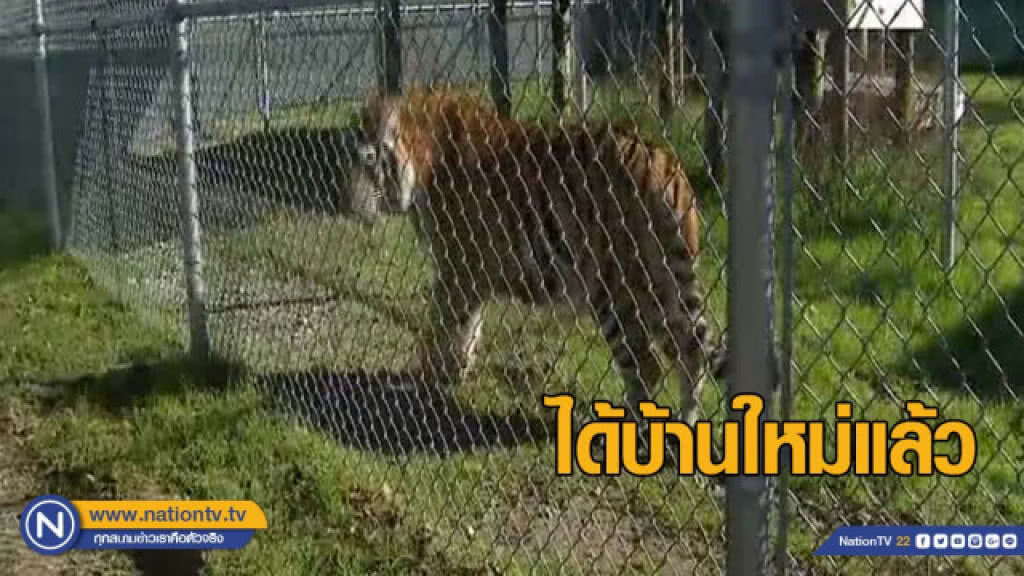 เสือที่พบในบ้านร้างในสหรัฐ ได้บ้านใหม่ เสือที่พบในบ้านร้างในสหรัฐ ได้บ้านใหม่