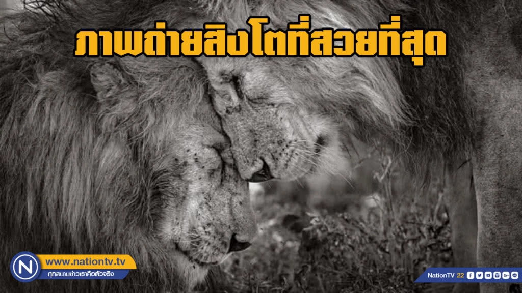 ภาพถ่ายสิงโตที่สวยที่สุด ภาพถ่ายสิงโตที่สวยที่สุด