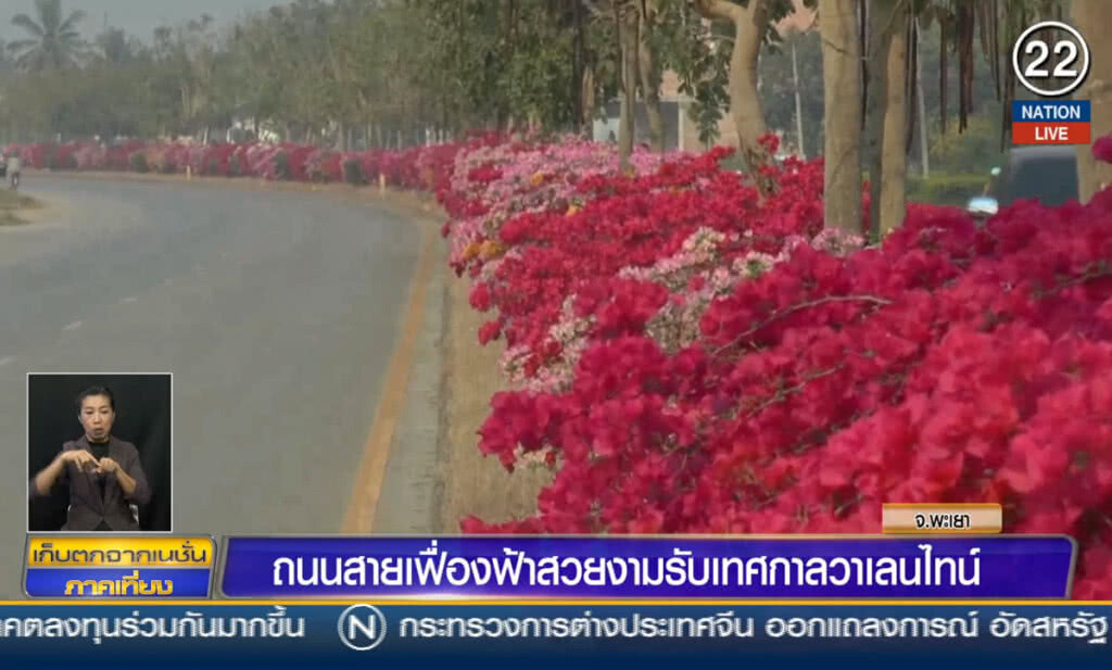 (คลิปข่าว) ถนนสายเฟื่องฟ้าสวยงามรับวาเลนไทน์