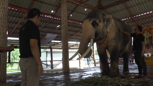 เตรียมน้อมเกล้าถวาย"พลายเอกชัย"