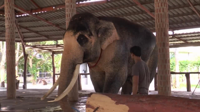 เตรียมน้อมเกล้าถวาย"พลายเอกชัย"