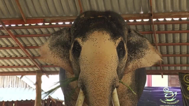 เตรียมน้อมเกล้าถวาย"พลายเอกชัย"