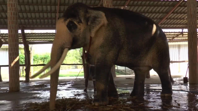 เตรียมน้อมเกล้าถวาย"พลายเอกชัย"