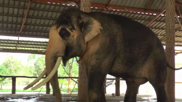 เตรียมน้อมเกล้าถวาย"พลายเอกชัย"