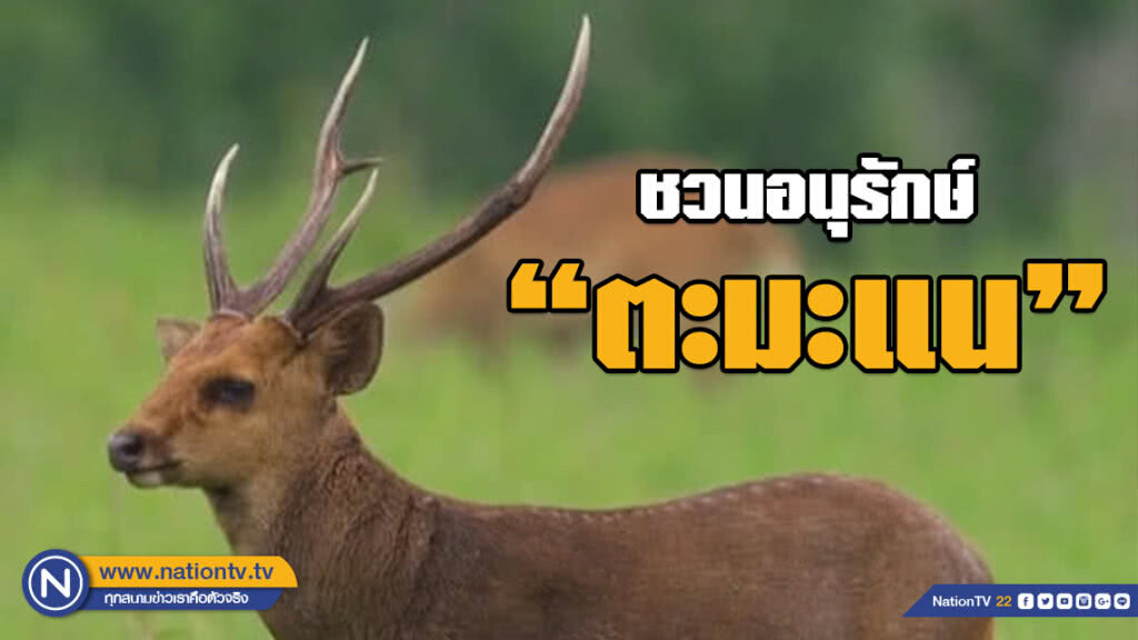 'กรมอุทยานฯ' ชวนอนุรักษ์ ตะมะแน หรือ เนื้อทราย