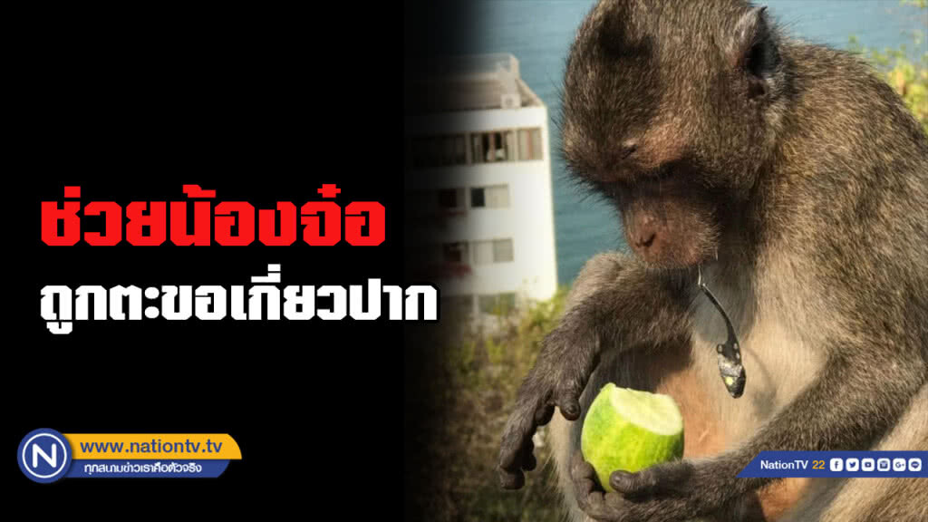 เร่งช่วยเหลือ​ "ลิงเขาสามมุข"​ หลังชาวบ้านแจ้งมีขอเบ็ดติดปาก