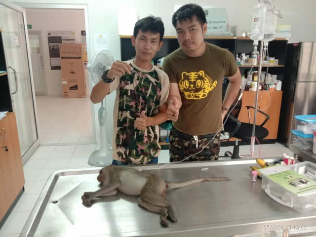 เร่งช่วยเหลือ​ "ลิงเขาสามมุข"​ หลังชาวบ้านแจ้งมีขอเบ็ดติดปาก