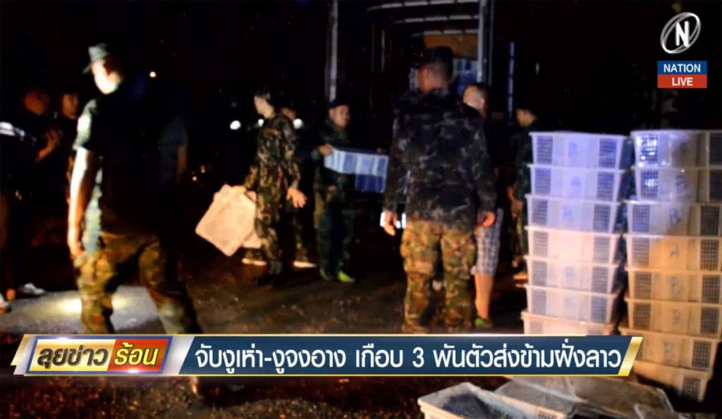 (คลิปข่าว) จับงูเห่า-งูจงอางเกือบ 3 พันตัวส่งข้ามฝั่งลาว