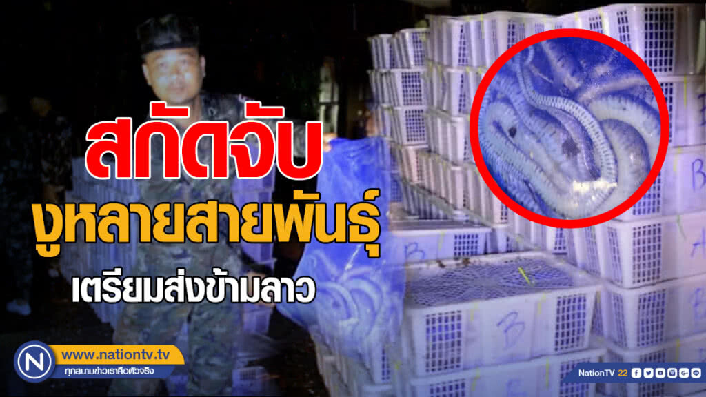 จับงูเห่างูจงอาง 2,730 ตัว เตรียมส่งข้ามลาว จับงูเห่างูจงอาง 2,730 ตัว เตรียมส่งข้ามลาว