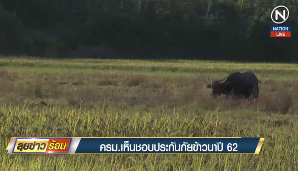 (คลิปข่าว) ครม.เห็นชอบประกันภัยข้าวนาปี 62 (คลิปข่าว) ครม.เห็นชอบประกันภัยข้าวนาปี 62
