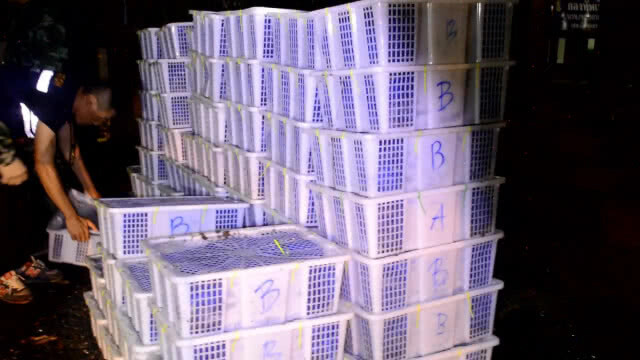 จับงูเห่างูจงอาง 2,730 ตัว เตรียมส่งข้ามลาว